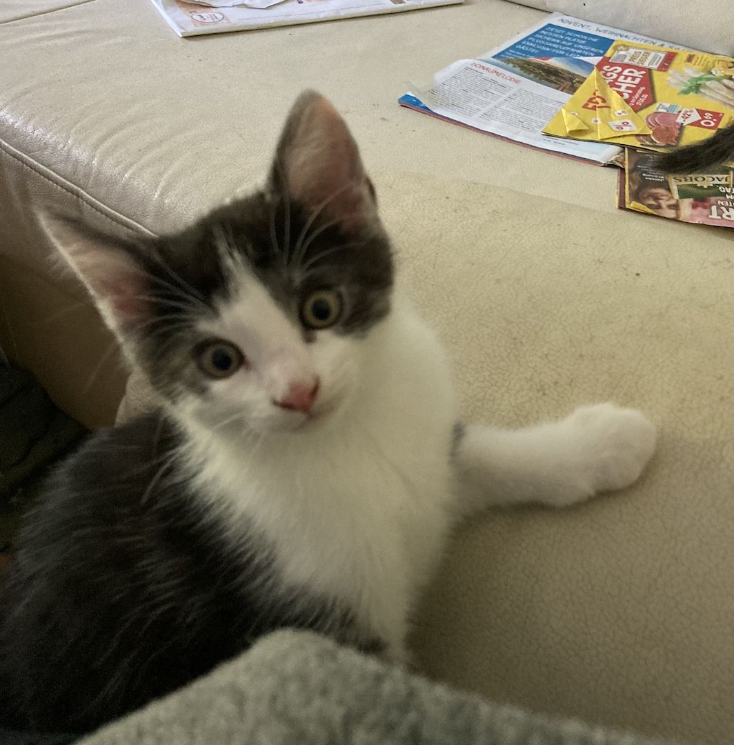 Katzenbaby suchen ein neues Zuhause