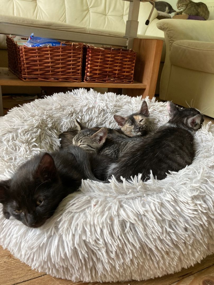 Katzenbaby suchen ein neues Zuhause