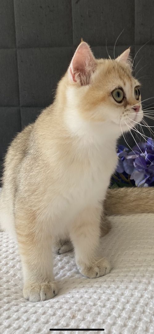 Sommerpreis! BKH Mädchen Katzen Stammbaum black golden shaded