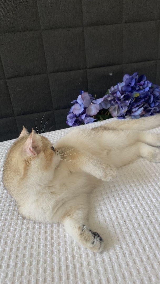 Sommerpreis! BKH Mädchen Katzen Stammbaum black golden shaded