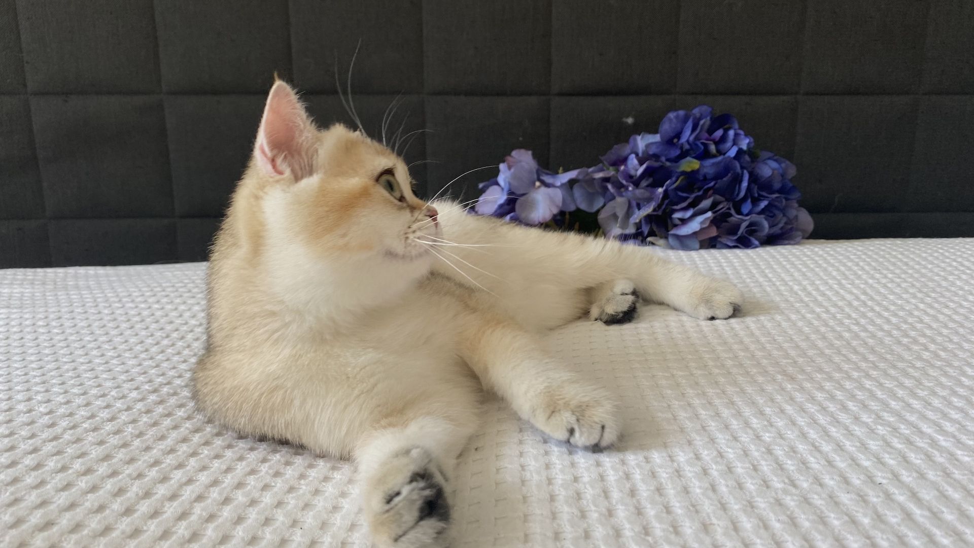 Sommerpreis! BKH Mädchen Katzen Stammbaum black golden shaded