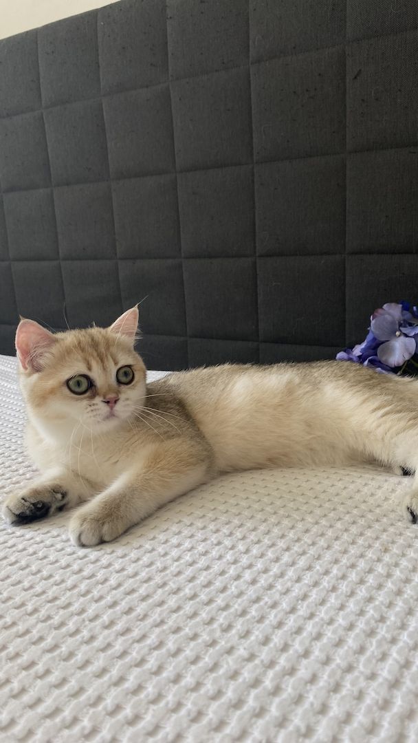 Sommerpreis! BKH Mädchen Katzen Stammbaum black golden shaded