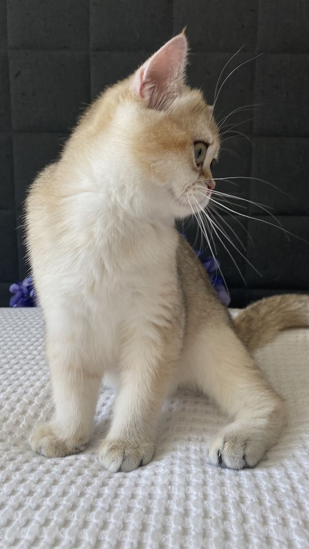 Sommerpreis! BKH Mädchen Katzen Stammbaum black golden shaded