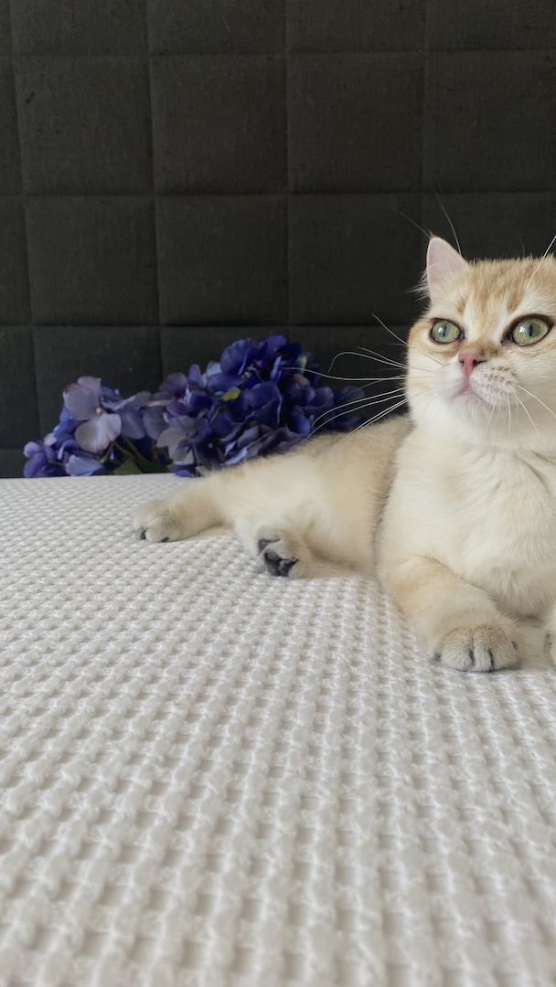 Sommerpreis! BKH Mädchen Katzen Stammbaum black golden shaded