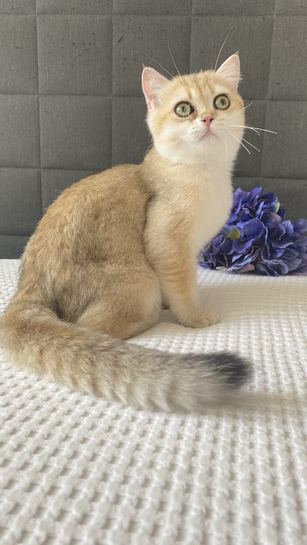 Sommerpreis! BKH Mädchen Katzen Stammbaum black golden shaded