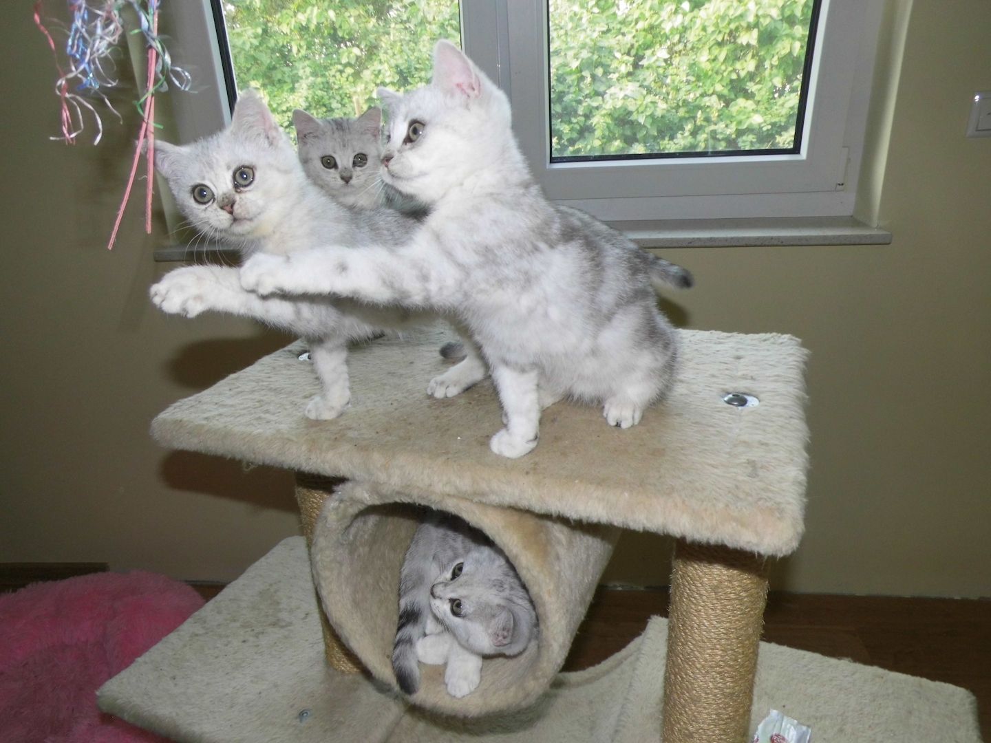 BKH Kitten, reinrassig, kerngesund sehr verschmust