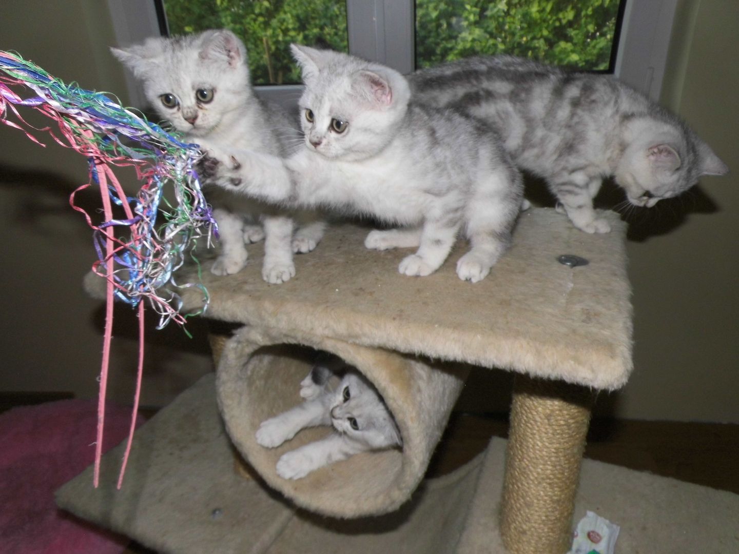 BKH Kitten, reinrassig, kerngesund sehr verschmust