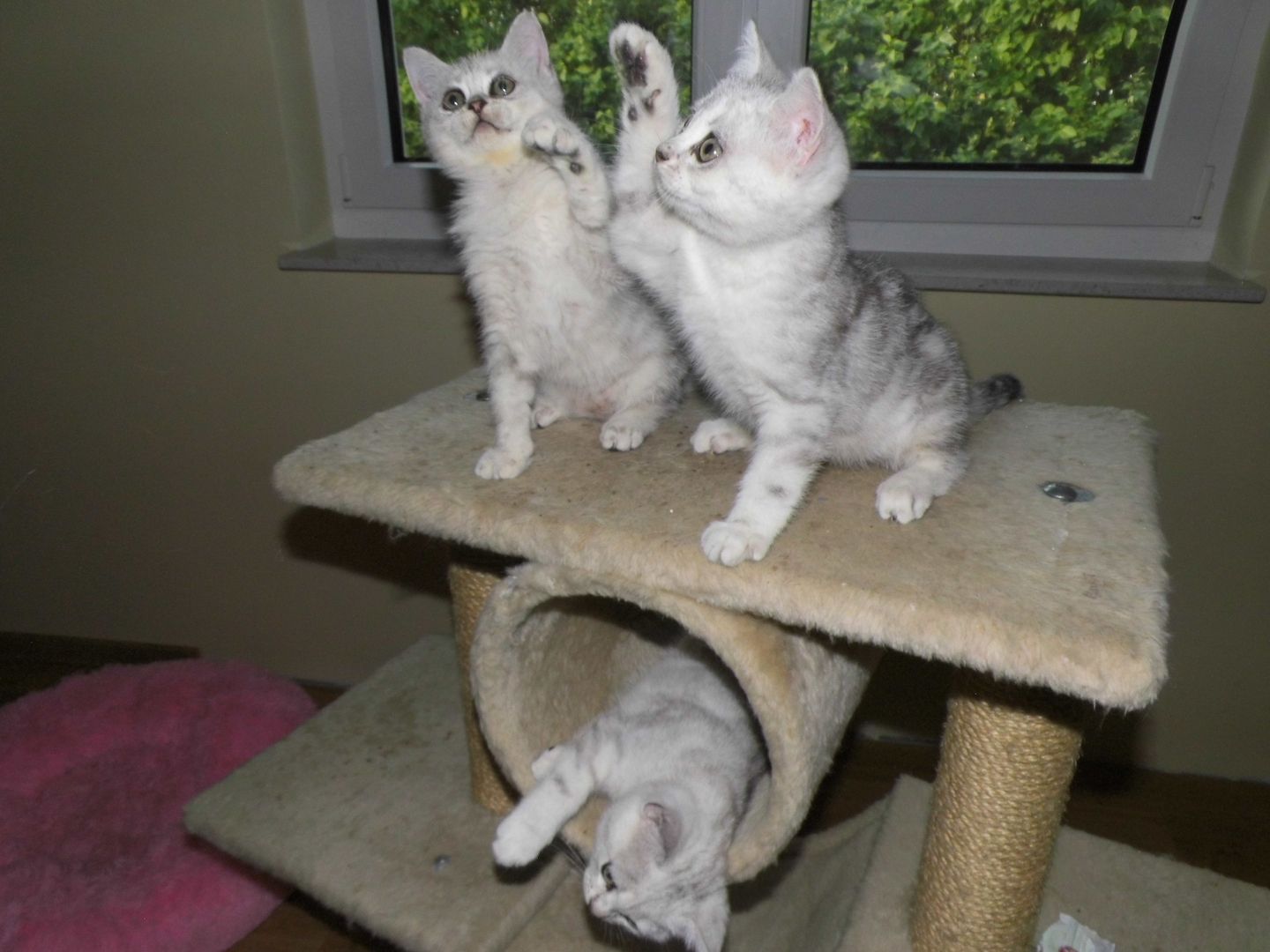 BKH Kitten, reinrassig, kerngesund sehr verschmust