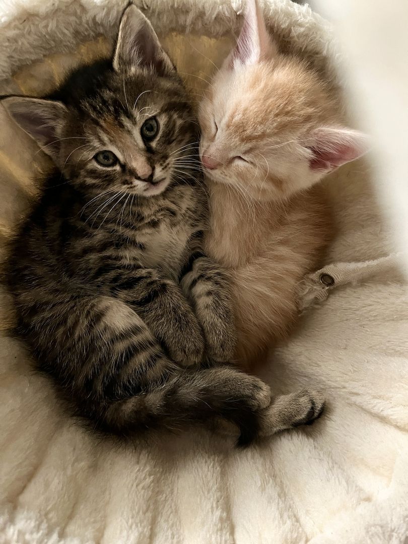 2 Norwegische Mix abzugeben- *2 schon Reserviert *