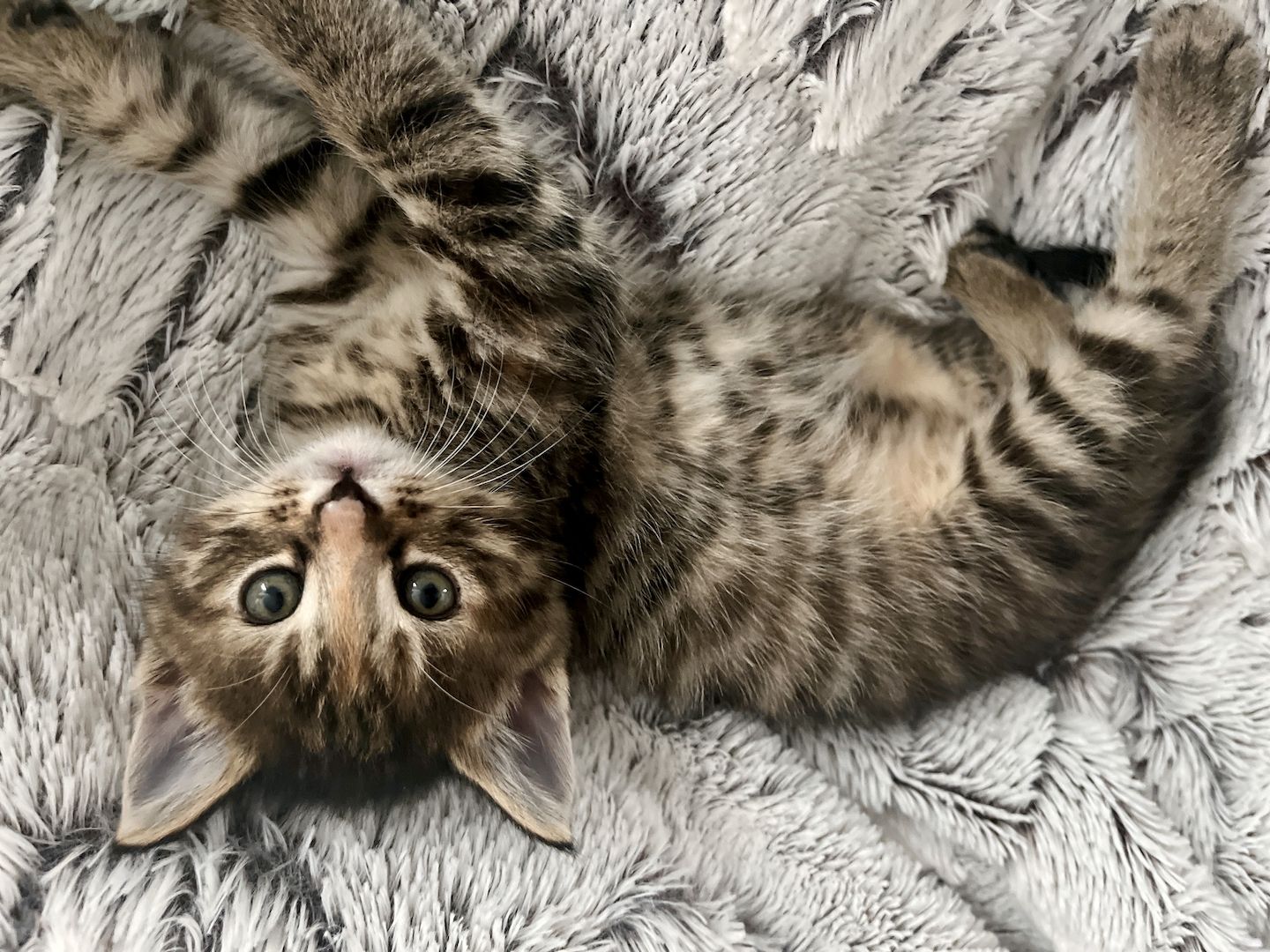 2 Norwegische Mix abzugeben- *2 schon Reserviert *