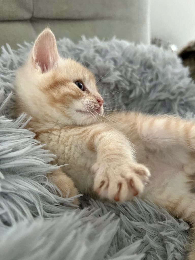 2 Norwegische Mix abzugeben- *2 schon Reserviert *