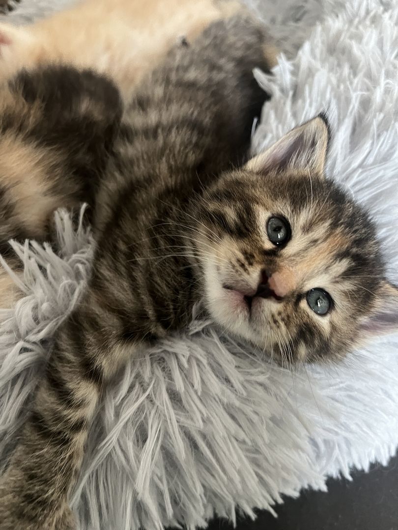 2 Norwegische Mix abzugeben- *2 schon Reserviert *