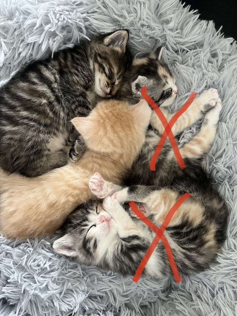 2 Norwegische Mix abzugeben- *2 schon Reserviert *