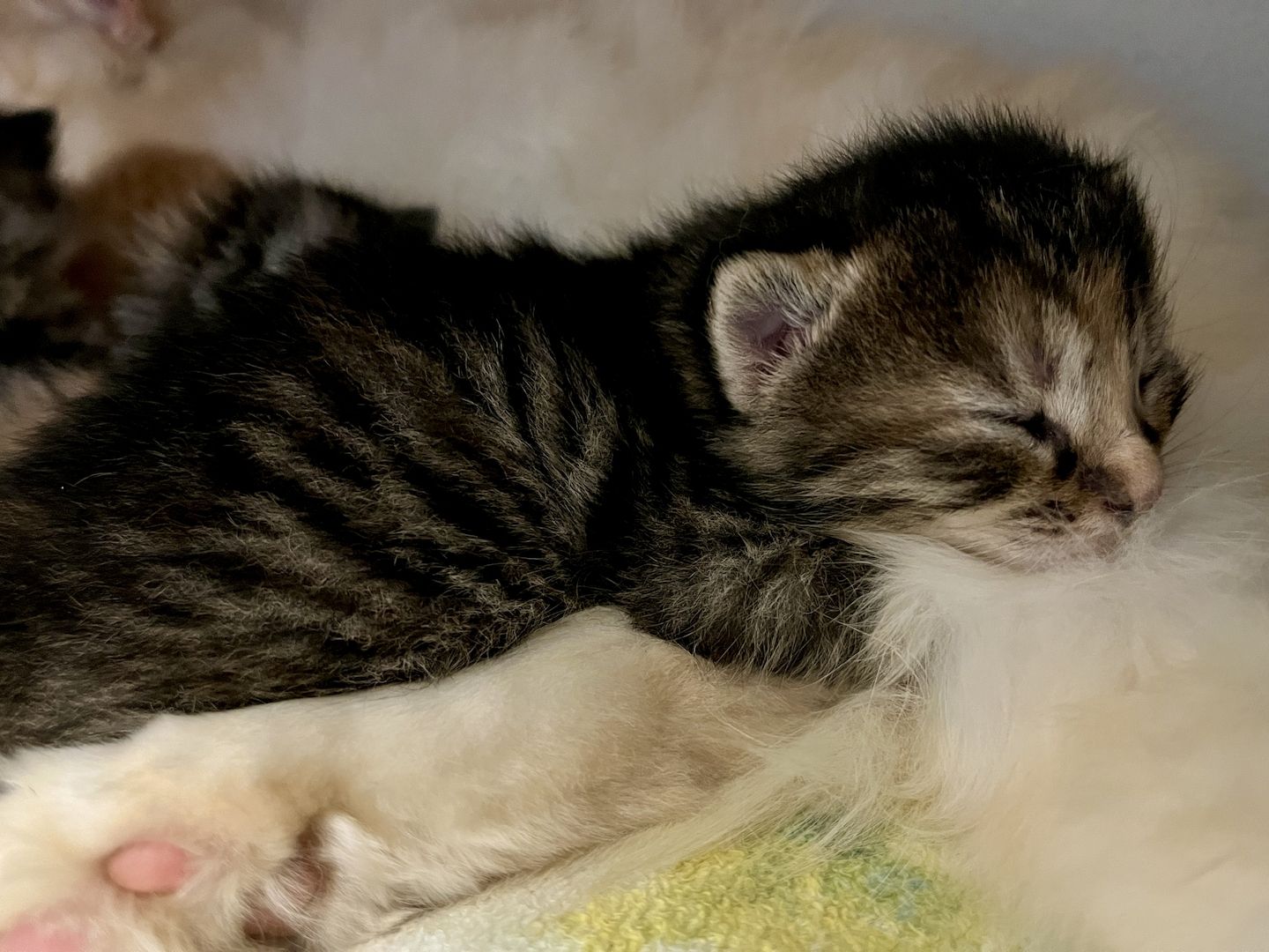 2 Norwegische Mix abzugeben- *2 schon Reserviert *