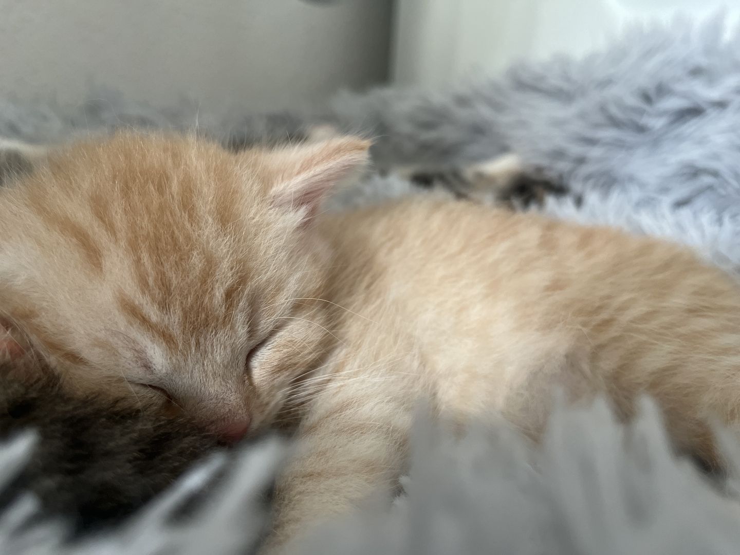 2 Norwegische Mix abzugeben- *2 schon Reserviert *