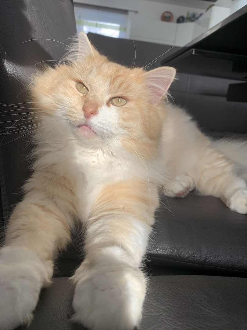 2 Norwegische Mix abzugeben- *2 schon Reserviert *