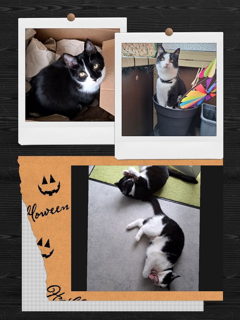 Zwei Halbbrüder suchen ein Zuhause