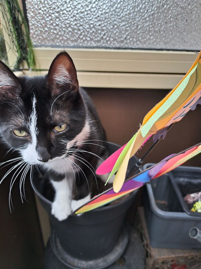 Zwei Halbbrüder suchen ein Zuhause