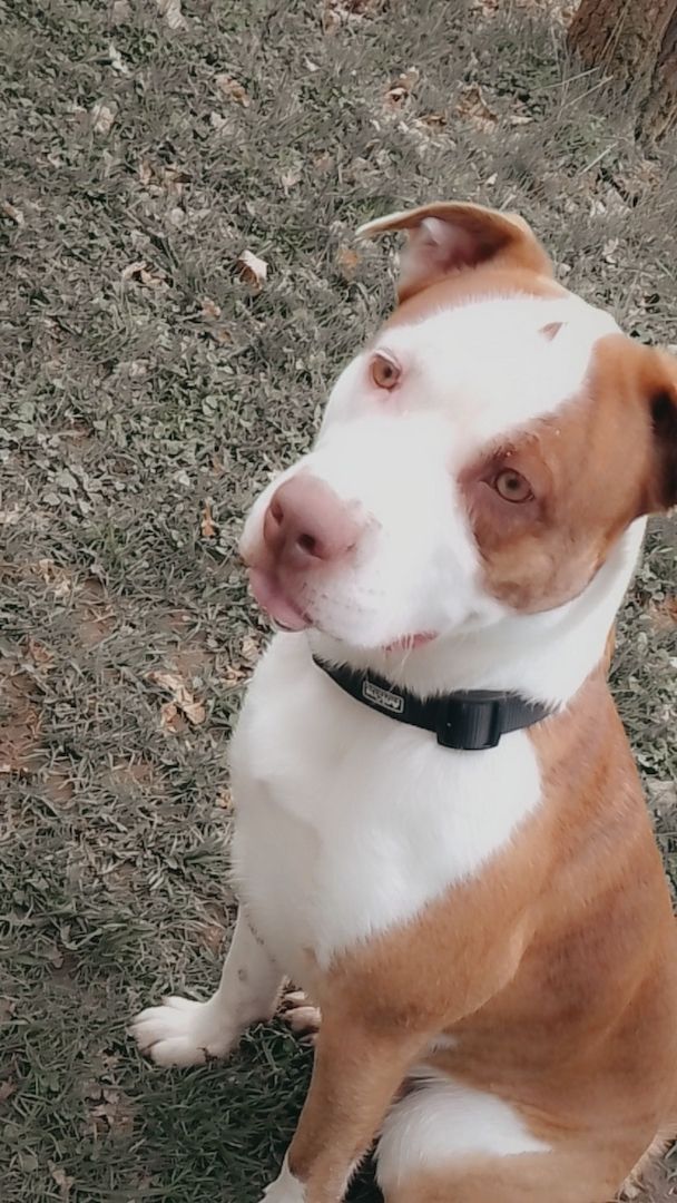 Enzo sucht Körbchen