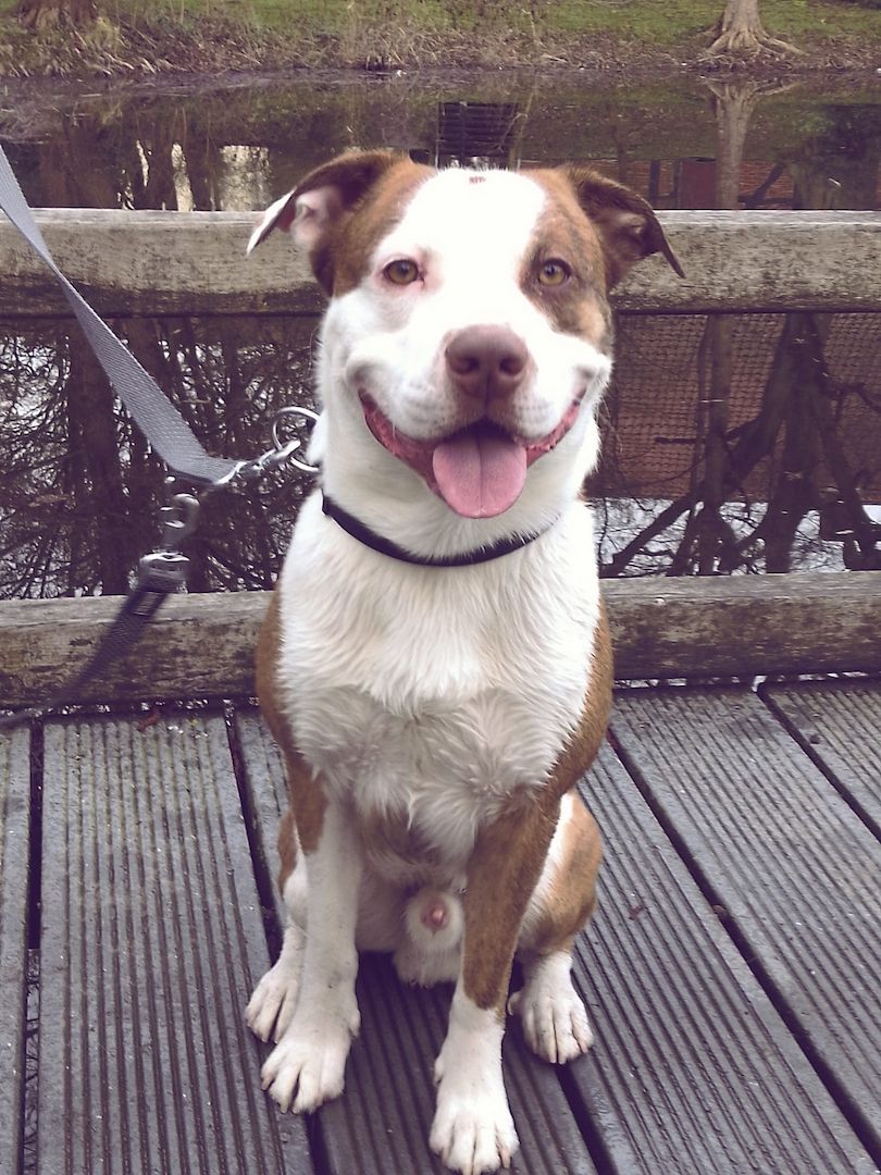 Enzo sucht Körbchen