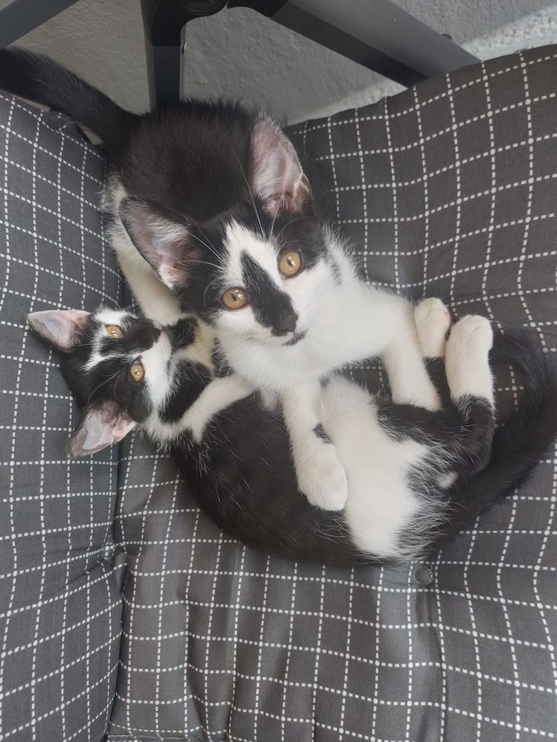 2 Babykatzen suchen liebevolles neues zuhaus
