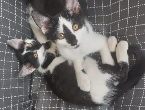 2 Babykatzen suchen liebevolles neues zuhaus