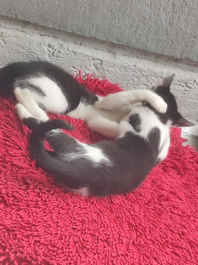 2 Babykatzen suchen liebevolles neues zuhaus