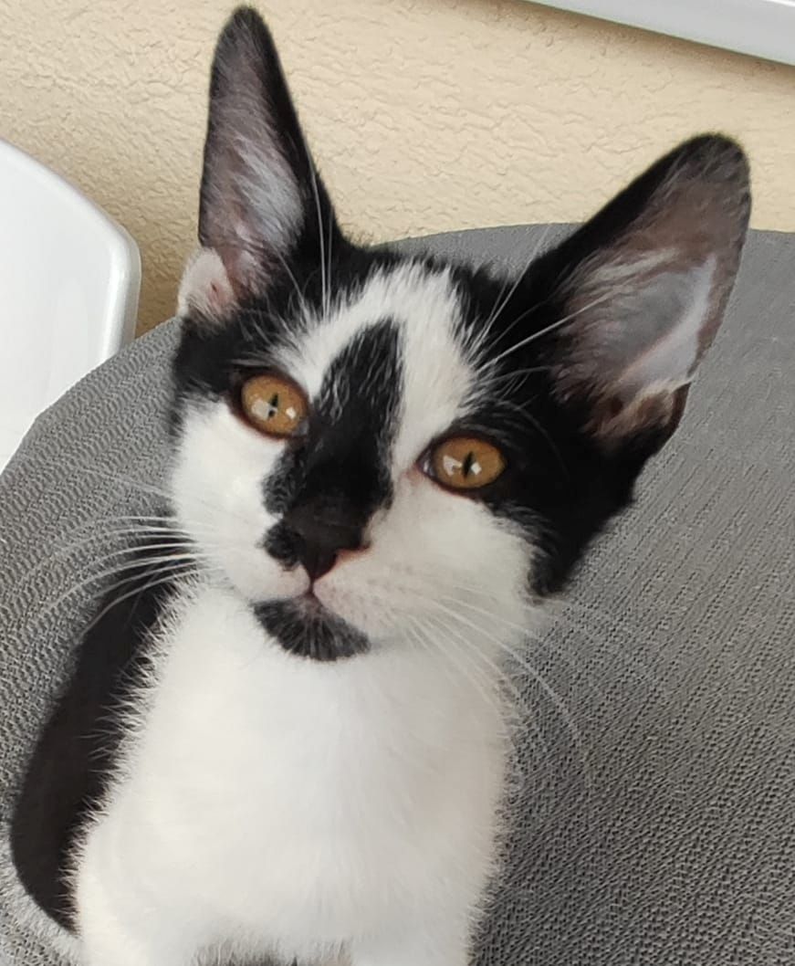 2 Babykatzen suchen liebevolles neues zuhaus