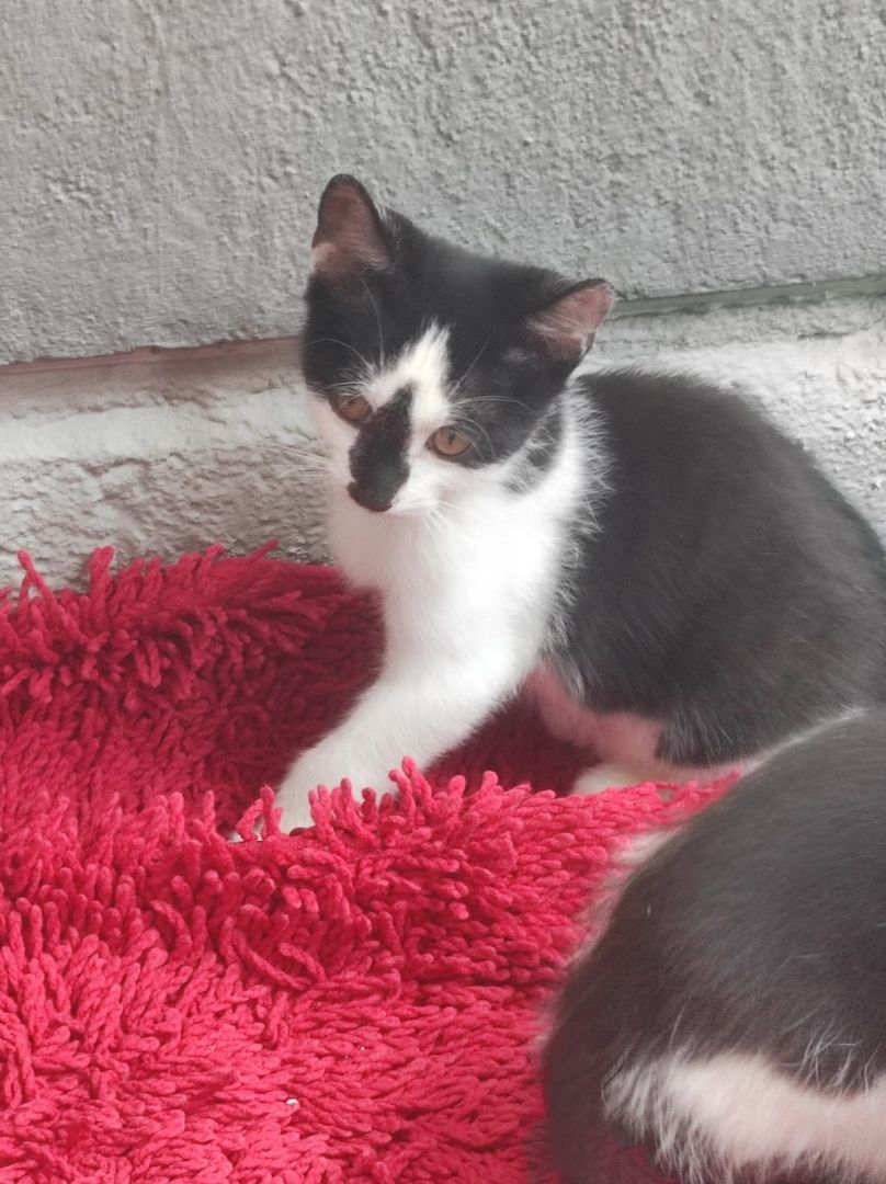 2 Babykatzen suchen liebevolles neues zuhaus