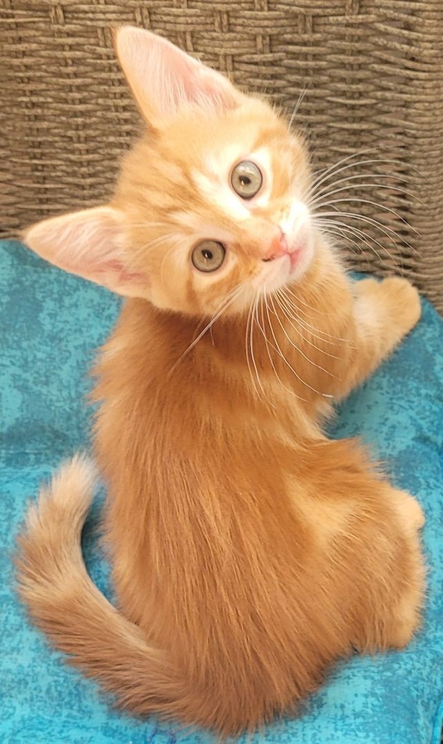 Kätzchen suchen liebe Familie