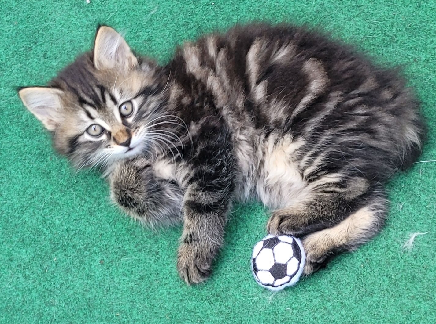 Kätzchen suchen liebe Familie