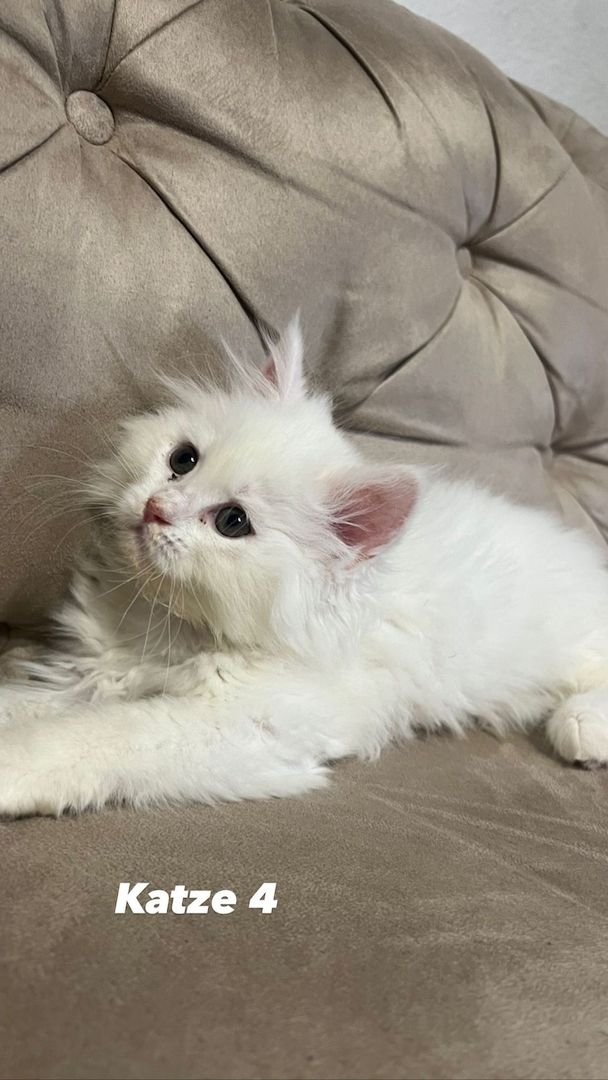 Kerngesunde Perserkitten 13 Wochen alt!