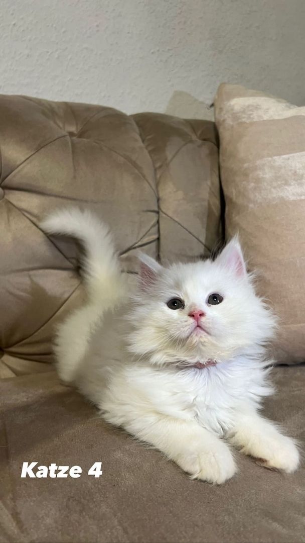 Kerngesunde Perserkitten 13 Wochen alt!