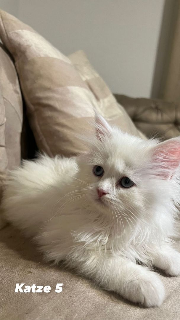 Kerngesunde Perserkitten 13 Wochen alt!