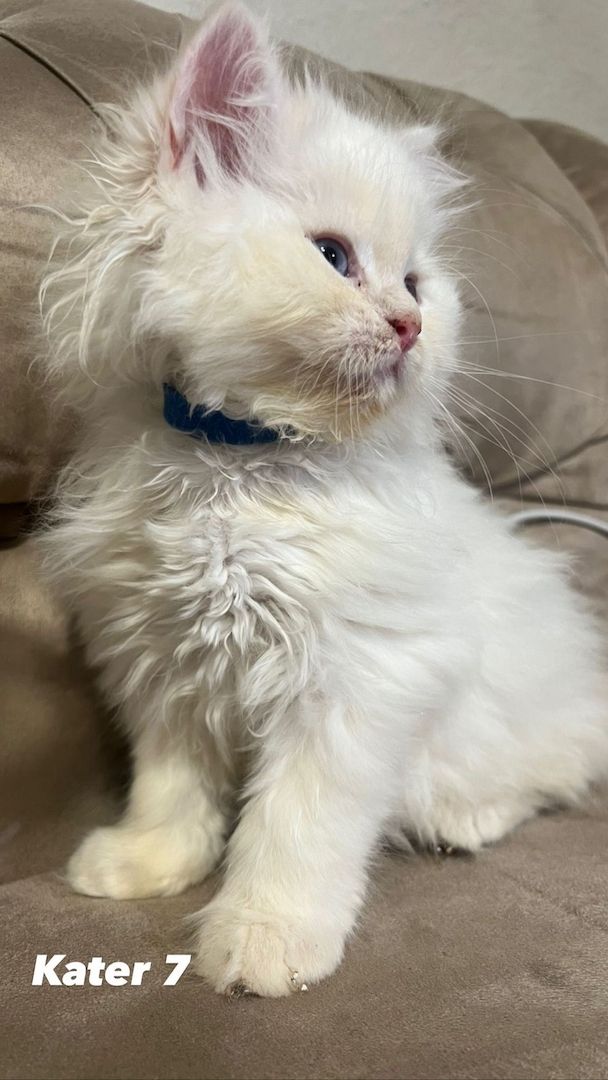 Kerngesunde Perserkitten 13 Wochen alt!