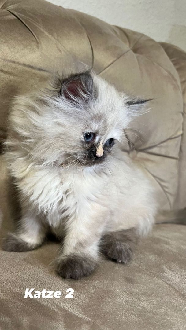 Kerngesunde Perserkitten 13 Wochen alt!