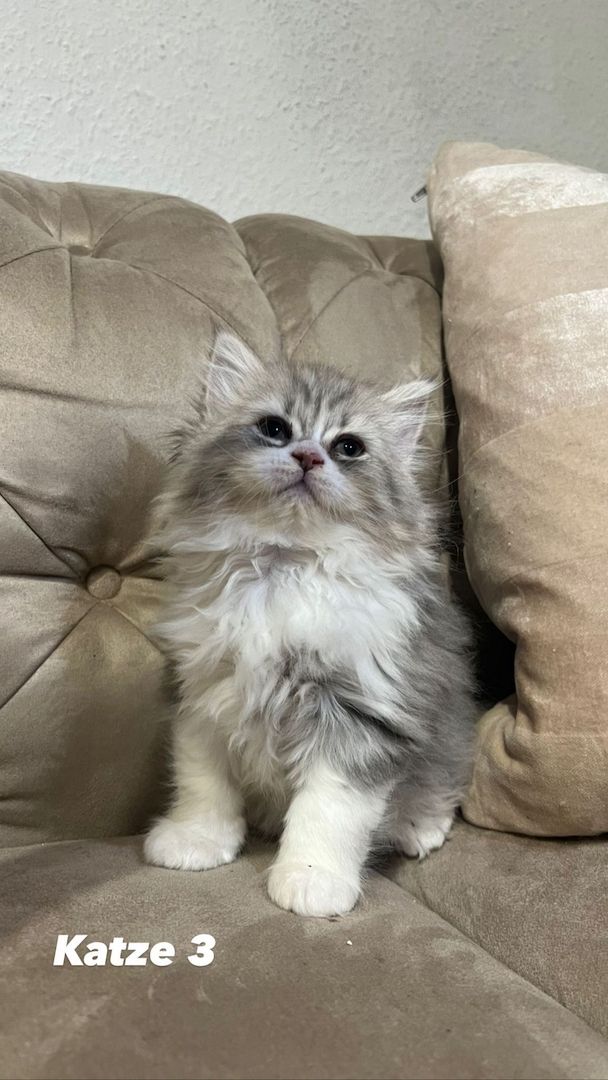 Kerngesunde Perserkitten 13 Wochen alt!