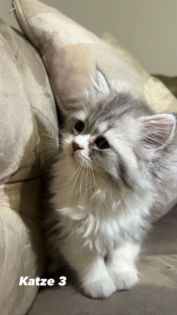 Kerngesunde Perserkitten 13 Wochen alt!