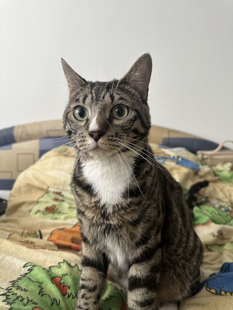 Bengal Kater Cashmere Bengal Mix