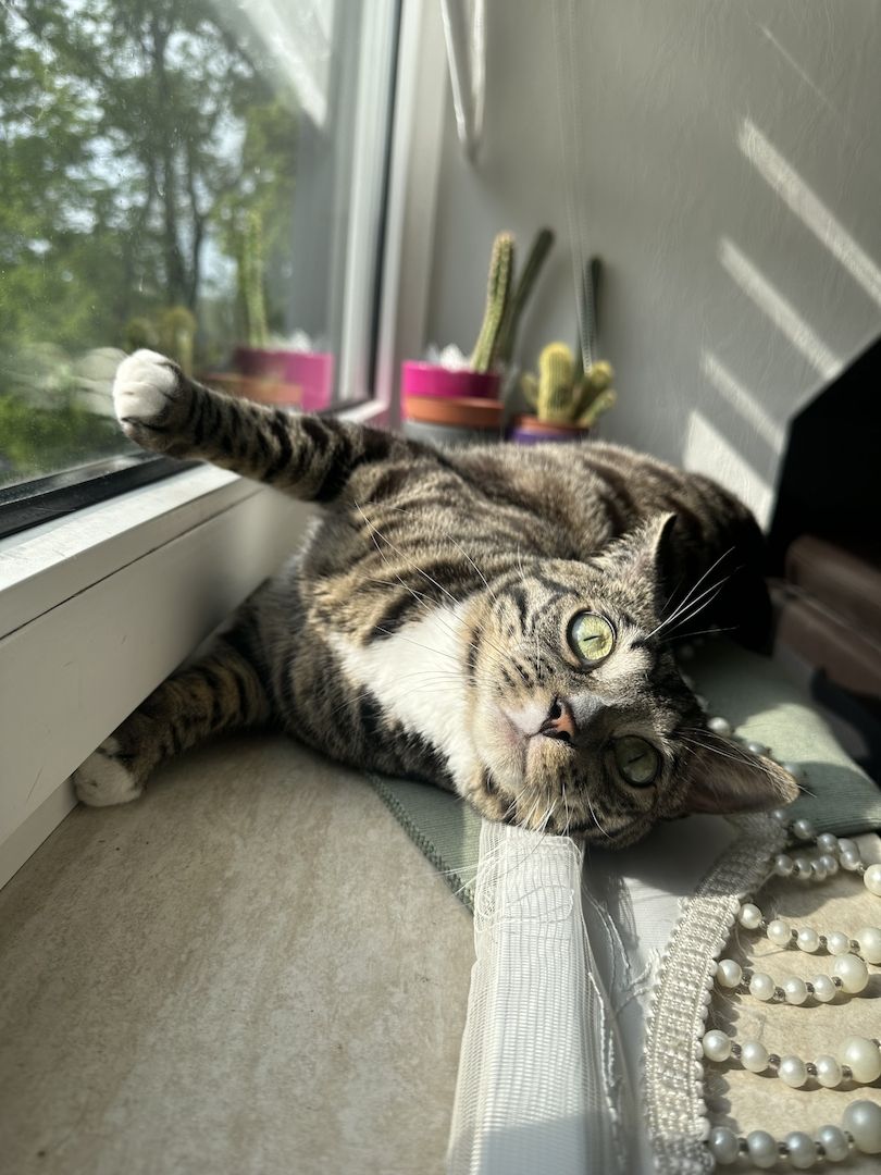 Bengal Kater Cashmere Bengal Mix