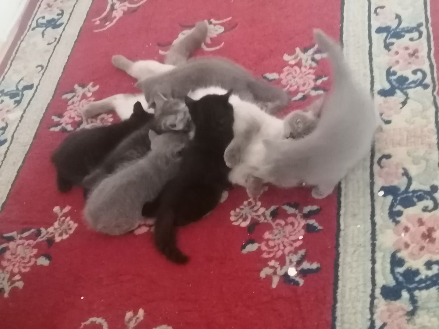 Britisch Kurzhaar Kitten