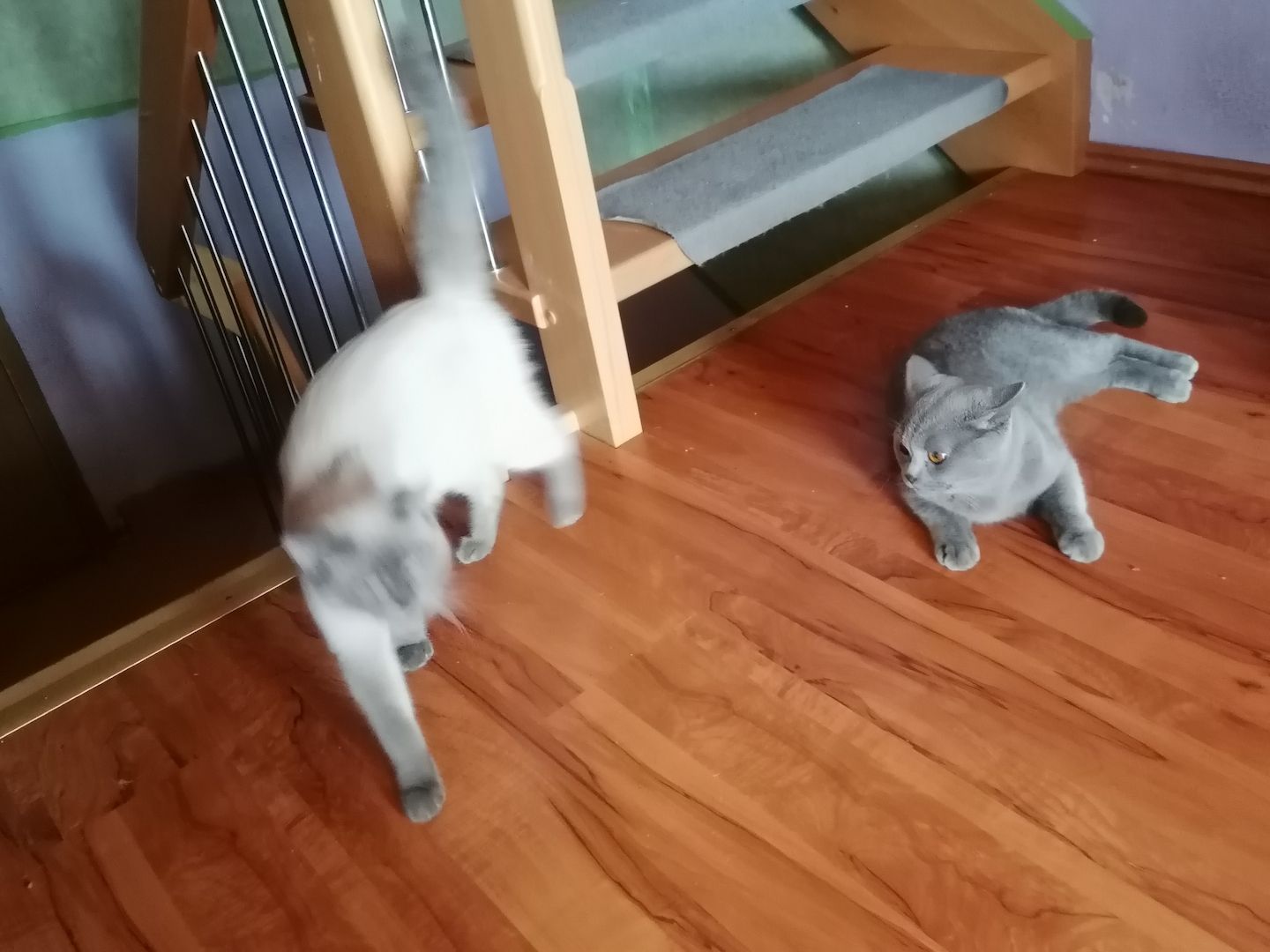 Britisch Kurzhaar Kitten