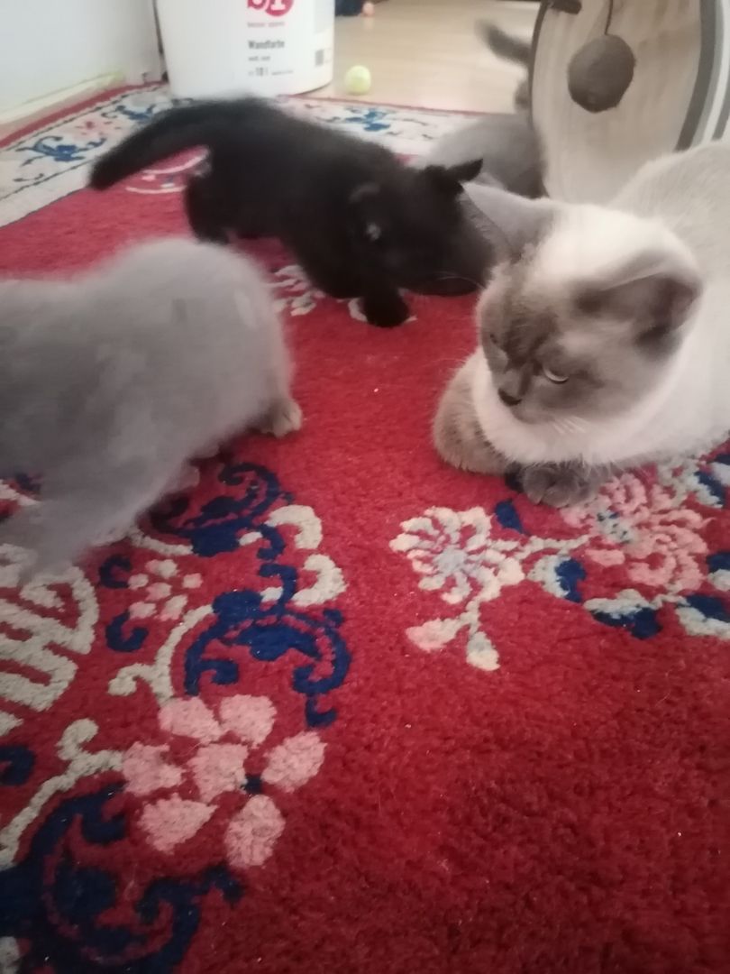 Britisch Kurzhaar Kitten