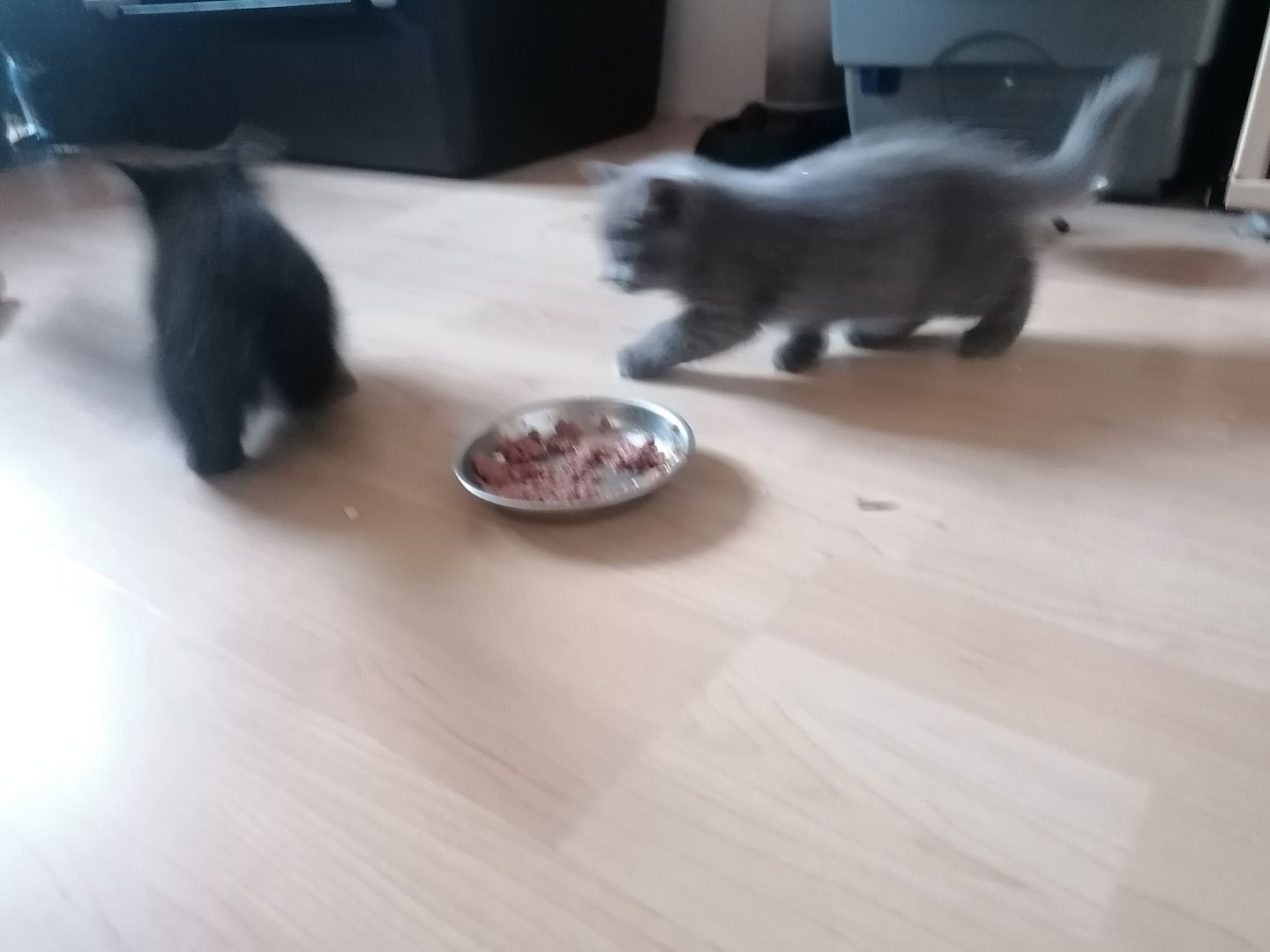 Britisch Kurzhaar Kitten