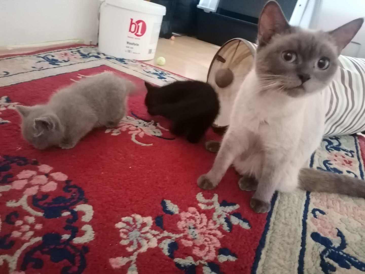 Britisch Kurzhaar Kitten