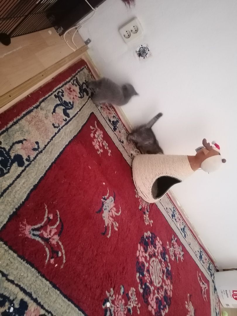 Britisch Kurzhaar Kitten