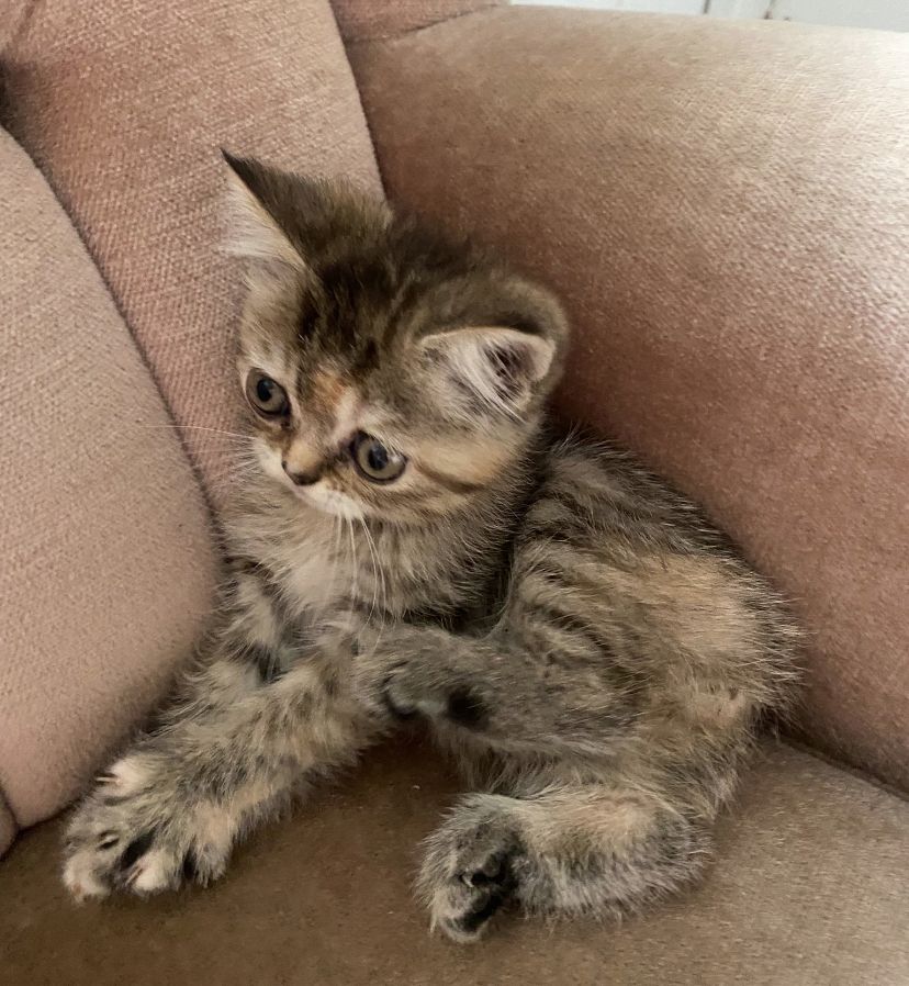 BKH reinrassig, Britisch Kurzhaar