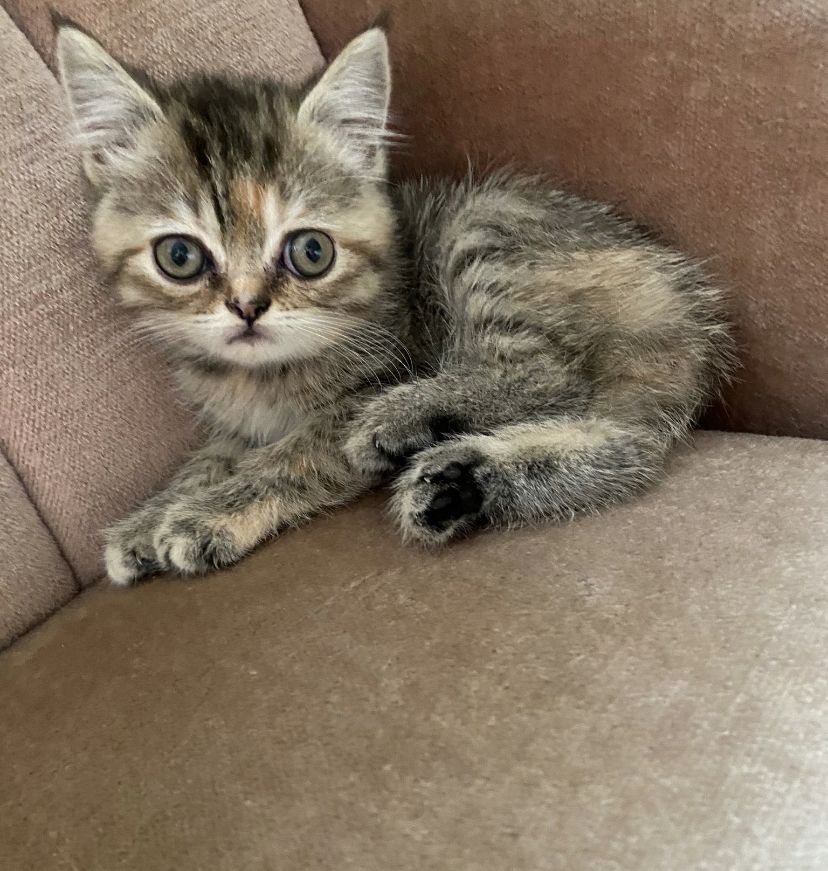 BKH reinrassig, Britisch Kurzhaar