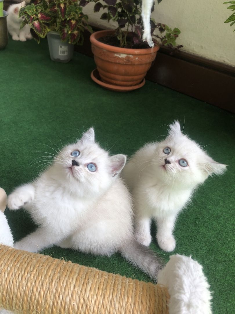 Kitten Ragdoll bkh