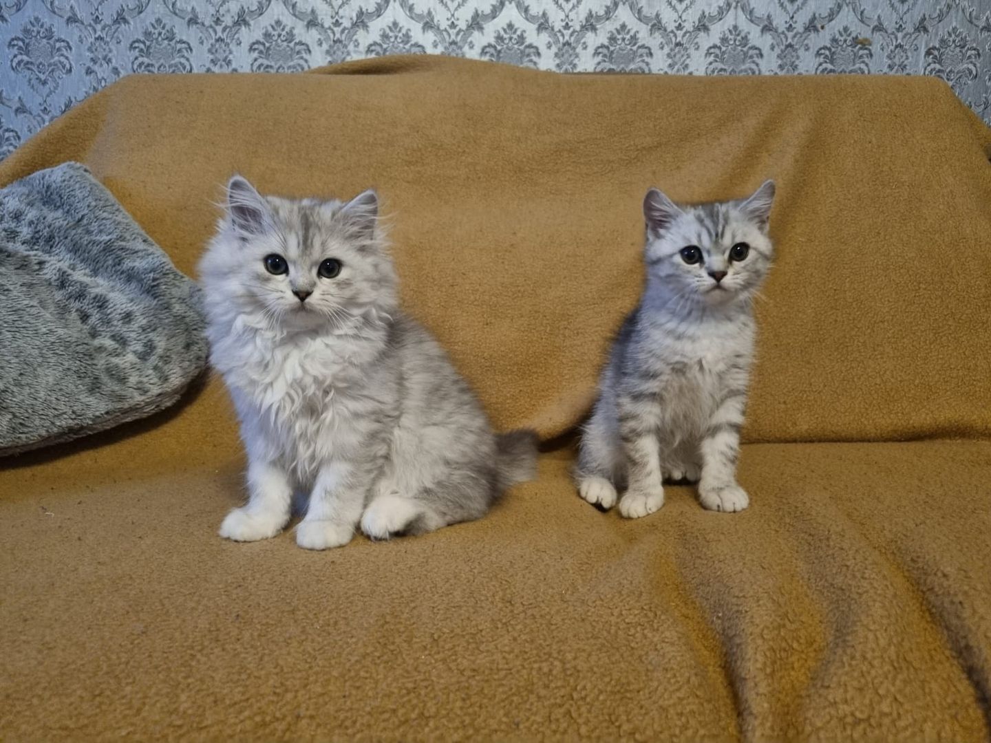 BKH/BLH suchen schönes Zuhause für immer BKH/BLH suchen schönes Zuhause für immer